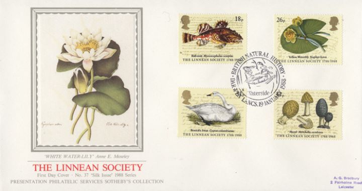 Linnean Society, White Waterlily Linnean Society, White Waterlily