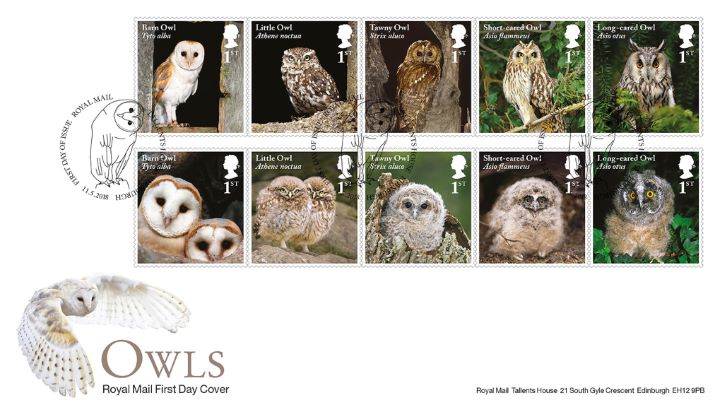 Owls, Owl in Flight Owls, Owl in Flight