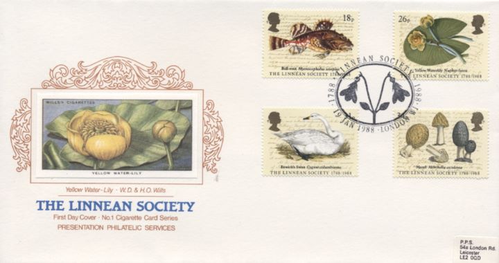 Linnean Society, Yellow Waterlily Linnean Society, Yellow Waterlily