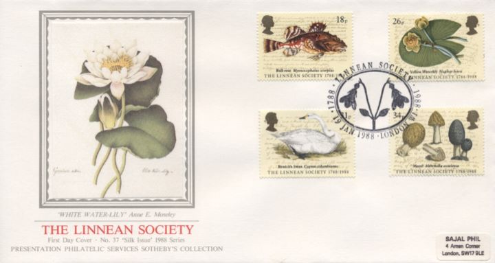 Linnean Society, White Waterlily Linnean Society, White Waterlily