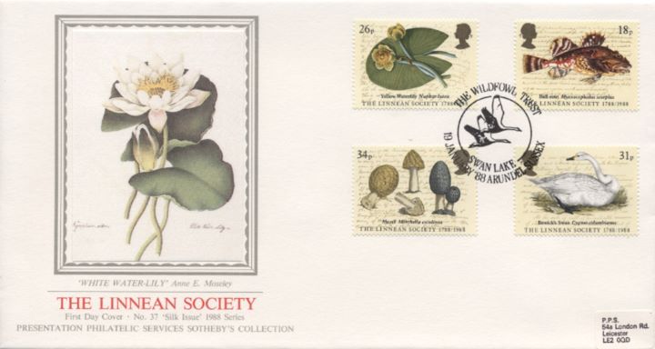 Linnean Society, White Waterlily Linnean Society, White Waterlily