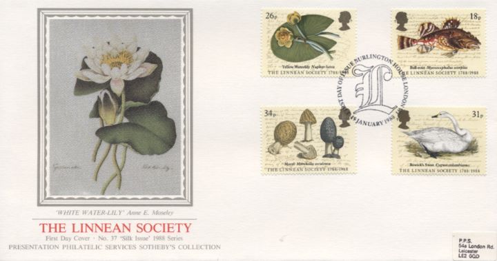Linnean Society, White Waterlily Linnean Society, White Waterlily