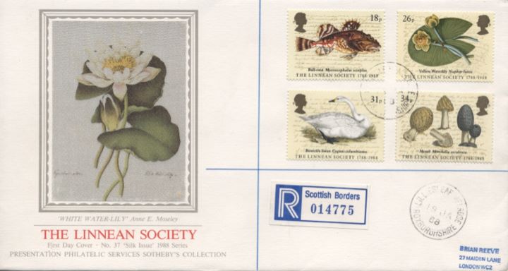 Linnean Society, White Waterlily Linnean Society, White Waterlily