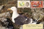 National Nature Week
Black-backed Gull