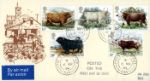 British Cattle
Farm Yard Scene