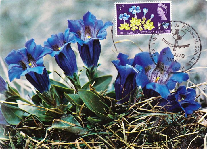 Botanical Congress, Spring Gentian Post Card