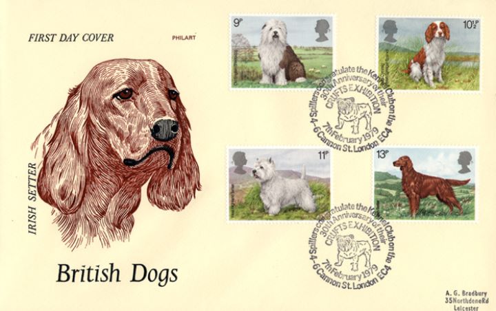 British Dogs, Irish Setter