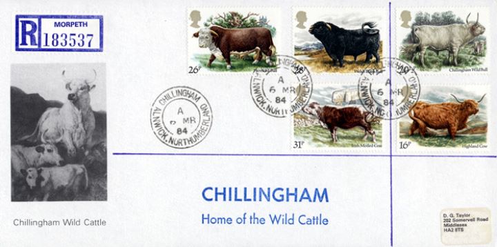 British Cattle, Chillingham Wild Bull