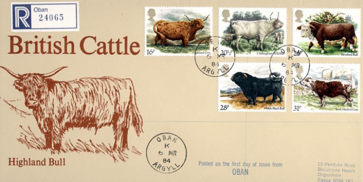 British Cattle, Highland Bull