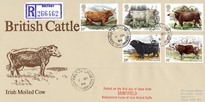 British Cattle, Irish Moiled Cow