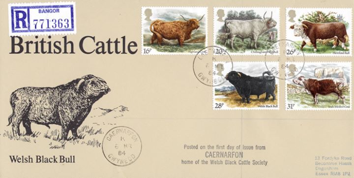 British Cattle, Welsh Black Bull