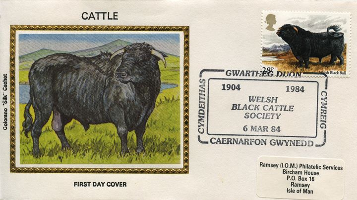 British Cattle, Welsh Black Bull