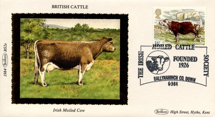 British Cattle, Irish Moiled Cow