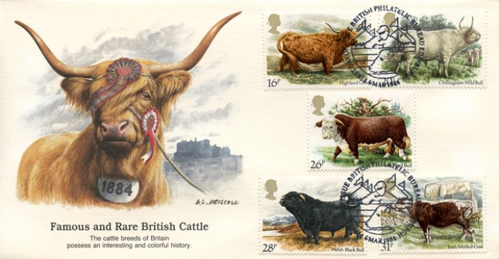 British Cattle, Prize Highland