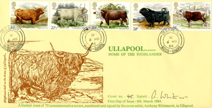 British Cattle, Ullapool - Home of the Highlander