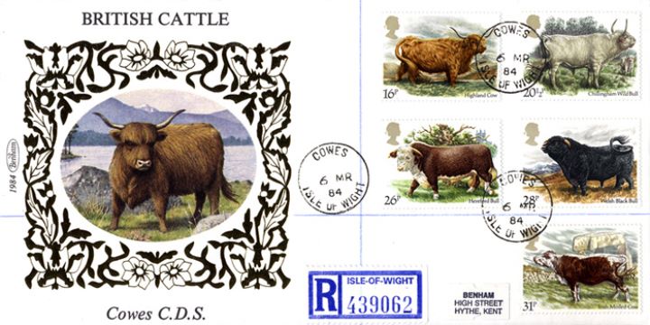 British Cattle, Highland Cow