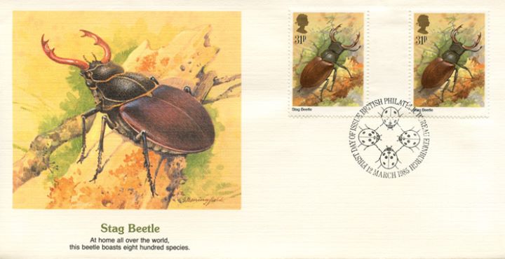 British Insects, Stag Beetle