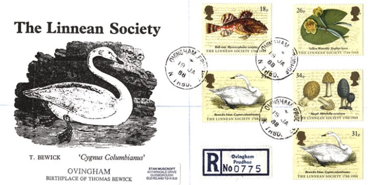 Linnean Society, Bewicks Swan