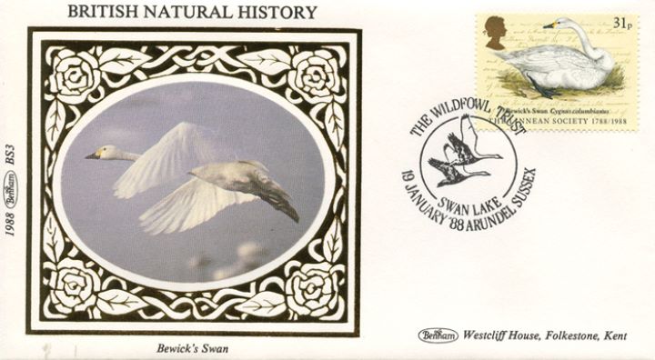 Linnean Society, Bewick's Swan