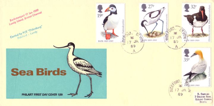 Sea Birds, The Avocet