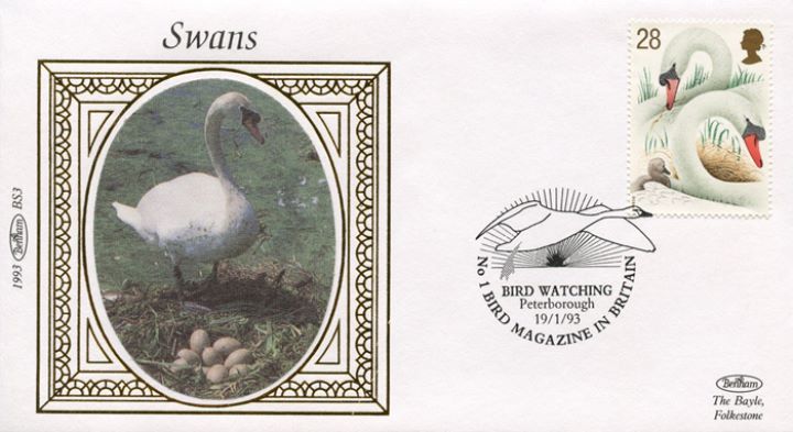 Swans, Swan and eggs