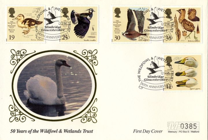 Wildfowl & Wetlands Trust, Swan