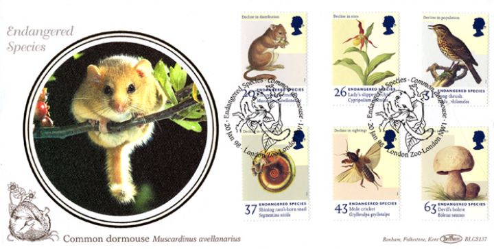 Endangered Species, Common Dormouse