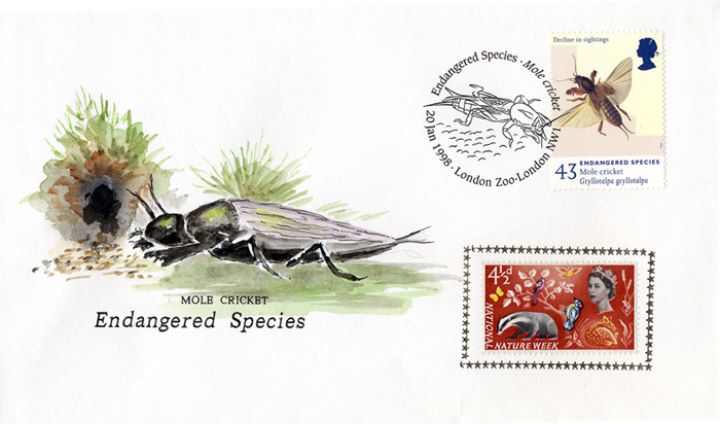 Endangered Species, Mole Cricket