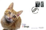 Cats & Dogs
Ginger