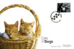 Cats & Dogs
Kittens in Basket