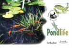 Pondlife
Fish in Pond