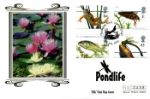 Pondlife
Water Lilies