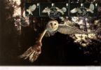 Birds of Prey
Barn Owl
Producer: Westminster
Series: Artist Signed