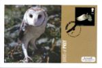 Birds of Prey
Barn Owl