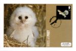 Birds of Prey
Barn Owl Chick