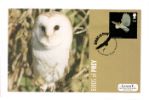 Birds of Prey
Barn Owl