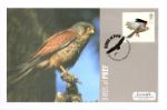 Birds of Prey
Kestrel