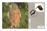 Birds of Prey
Kestrel