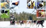 Working Dogs
Dog Sled Race