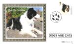 Battersea Dogs & Cats Home
Border Collie