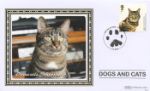 Battersea Dogs & Cats Home
Domestic Shorthair