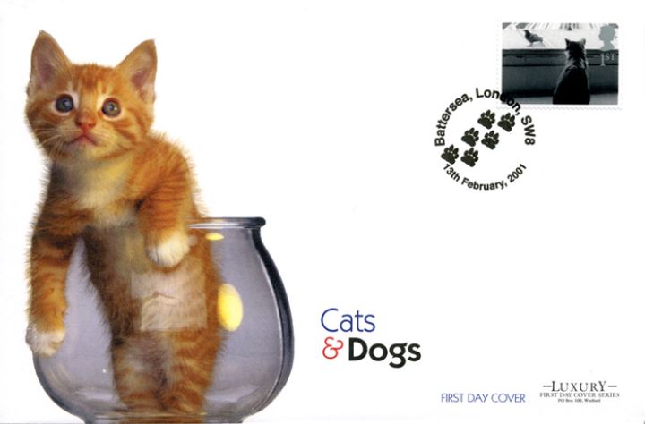 Cats & Dogs, Kitten in Fish Bowl