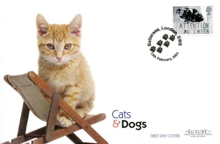 Cats & Dogs, Kitten on Deck Chair