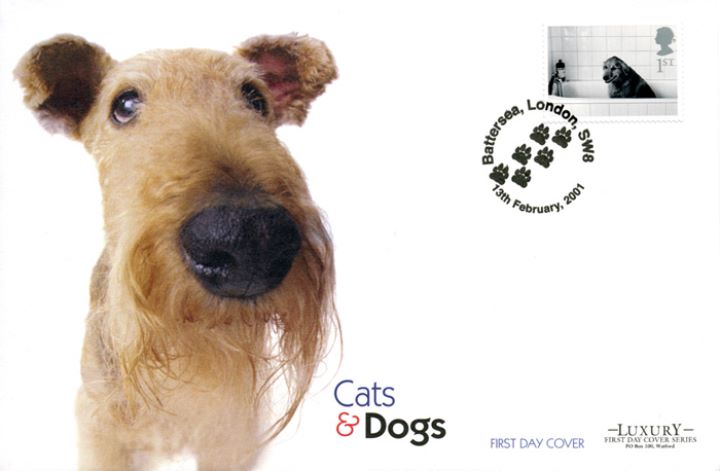 Cats & Dogs, Wire Haired Terrier