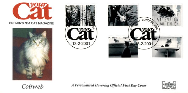 Cats & Dogs, 'Your Cat' Magazine