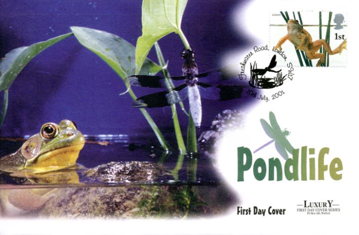 Pondlife, Frog and Dragonfly