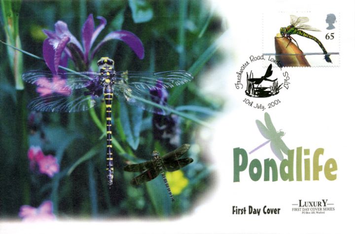 Pondlife, Dragonfly