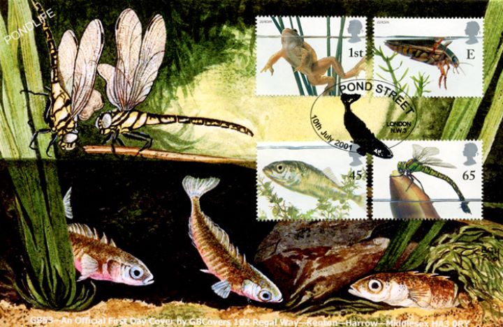 Pondlife, Dragonflies and Sticklebacks