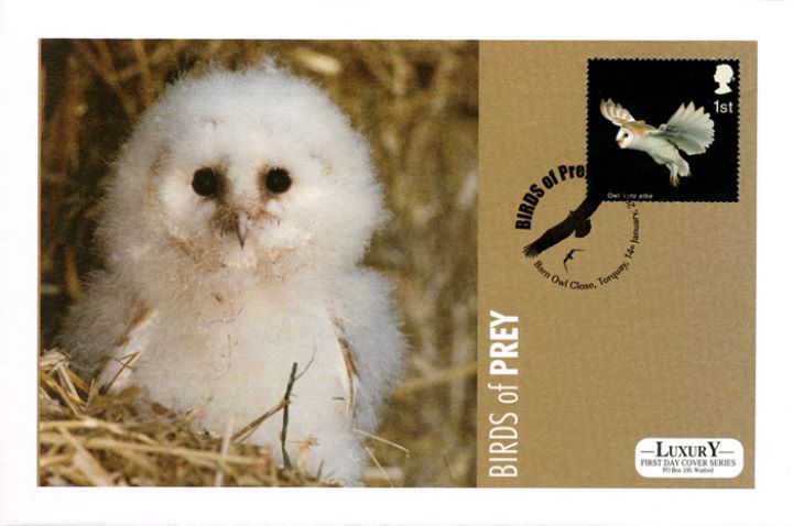 Birds of Prey, Barn Owl Chick