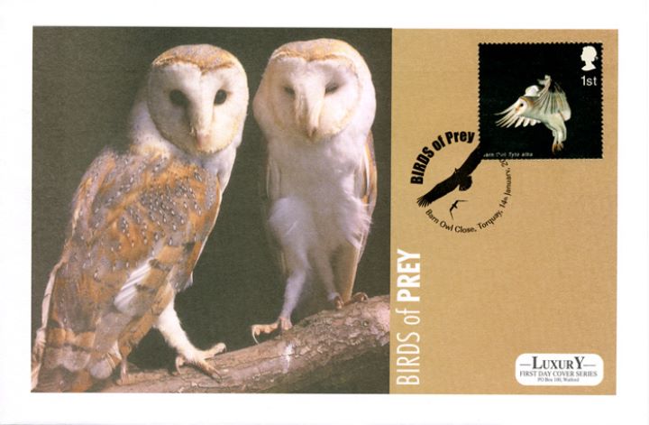 Birds of Prey, Barn Owls